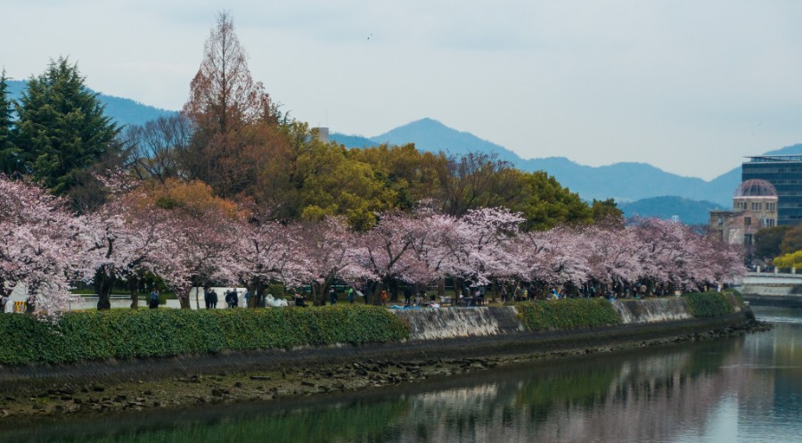 Cherry Blossom Jepun 2019 Masa Terbaik Dan Tempat Untuk Lihat Sakura