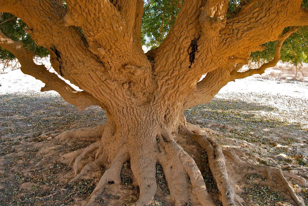 Pohon Ini Diberkati, Tempat Nabi Muhammad SAW Pernah Berteduh